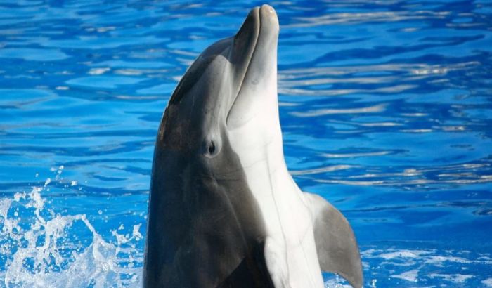 VIDEO: U odsustvu posetilaca, delfini uživaju na Bosforu