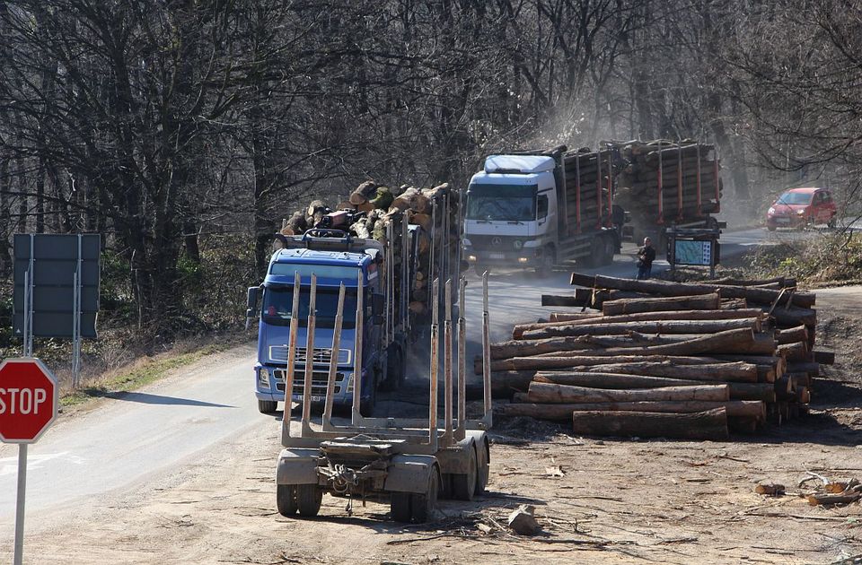 Zašto raste cena sečenog drveća u Srbiji?