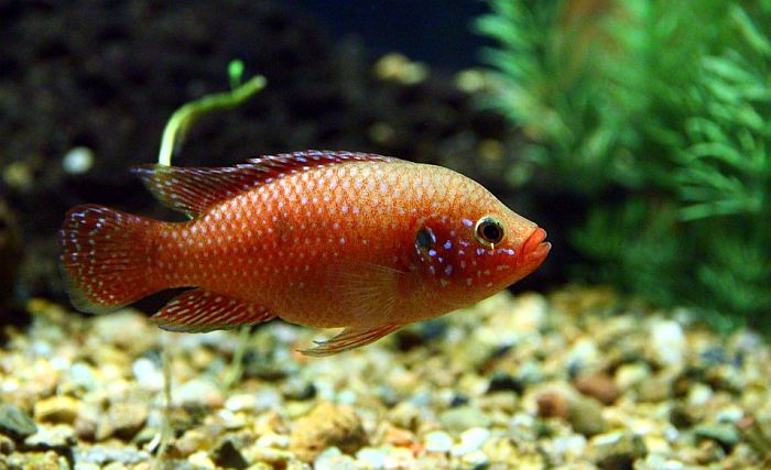 Pojedine ribe menjaju pol kada su pod stresom