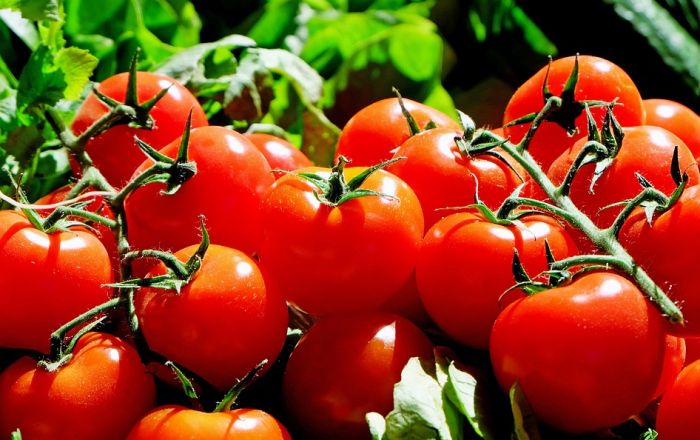 VIDEO: Ogorčeni proizvođači na jugu Srbije čupaju i bacaju paradajz