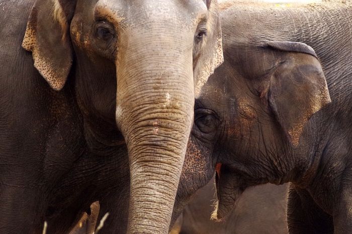 Slonice se gurale u zoo vrtu, posetioci morali da budu evakuisani