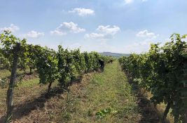 Udruženje traži očuvanje Karlovačkih vinograda: Zabraniti prljave energente u ciglani
