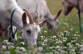 VIDEO: Koze u misiji uništavanja korova u njujorškom parku