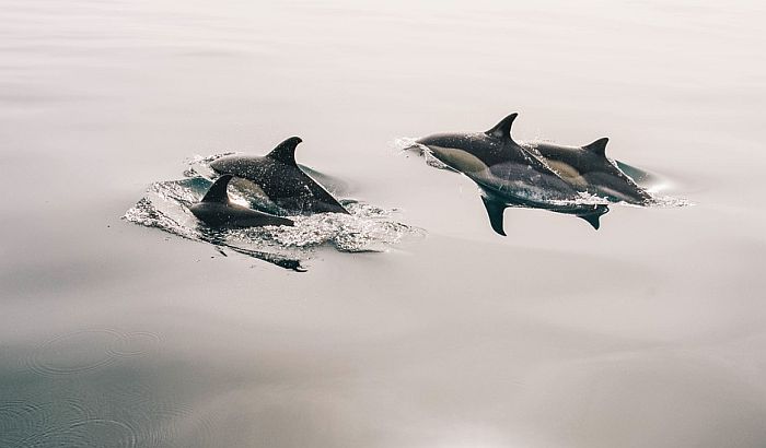 Ugroženi delfini u kanalu Lamanš