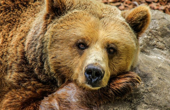 Francuska hoće da pusti dve medvedice u Pirineje, stočari protiv