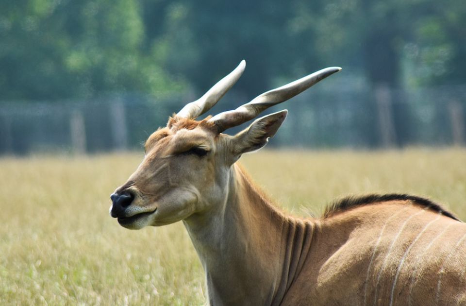 Radnika zoo vrta ubila antilopa