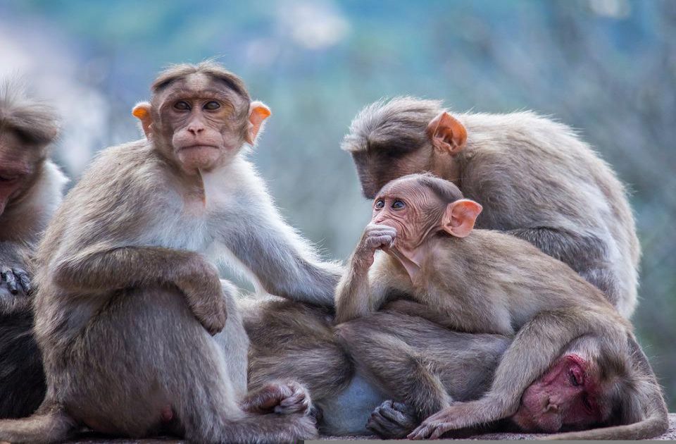 Naučnici otkrili zašto majmuni ne mogu da govore: Imaju "dodatak" u grlu koji ljudi nemaju