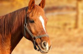 Kikinda: Tinejdžera udario konj, završio u bolnici s teškim povredama