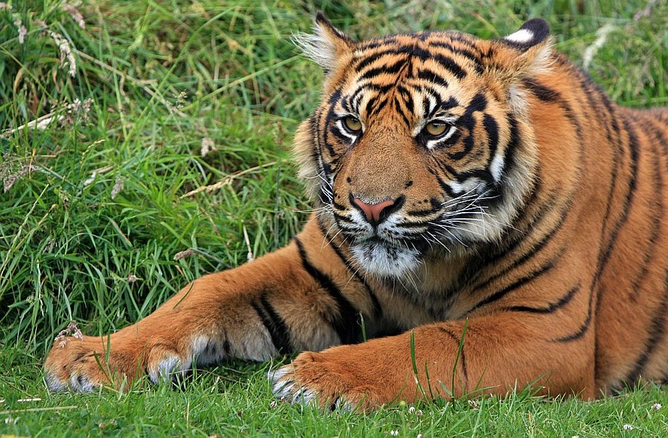 Čileanski zoo vrt ugrožene životinjske vrste vakcinisao protiv kovida