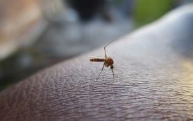 Prskanje protiv komaraca u Novom Sadu od četvrtka