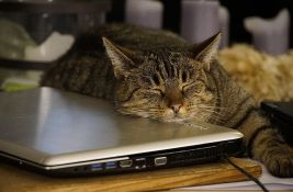Zašto mačke vole da se izležavaju na laptopu?