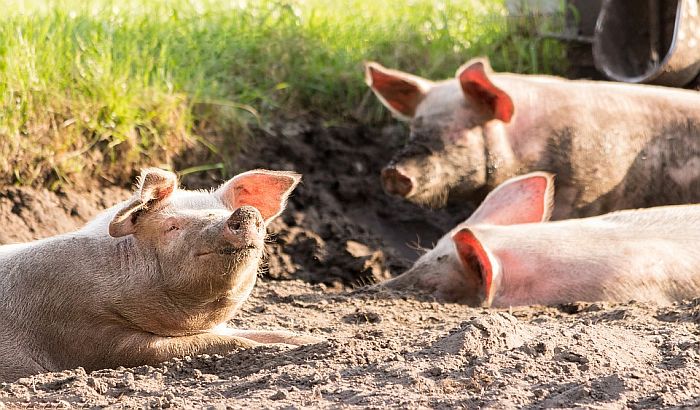Oko 250 svinja pobeglo sa farme i pravilo lom u gradu