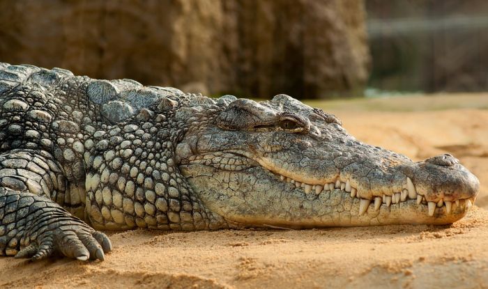 Rojters pisao o 80-ogodišnjem krokodilu Muji iz beogradskog zoo vrta