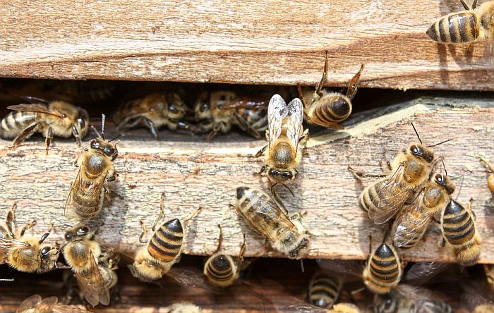 Novi pesticidi opasni po pčele kao i stari	 	 	 	 
