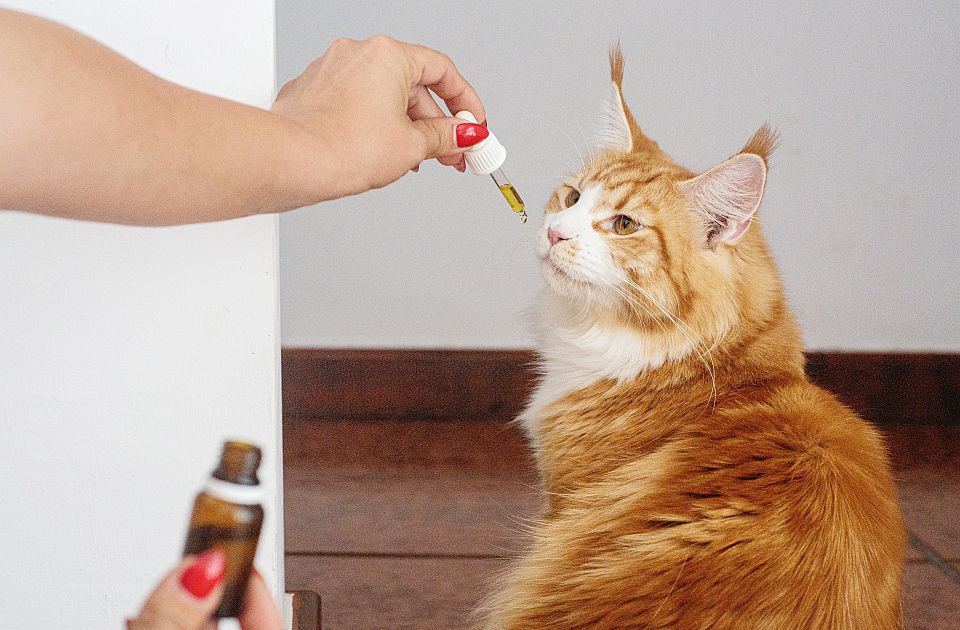 Veterinari upozoravaju: Ne lečite kućne ljubimce na društvenim mrežama