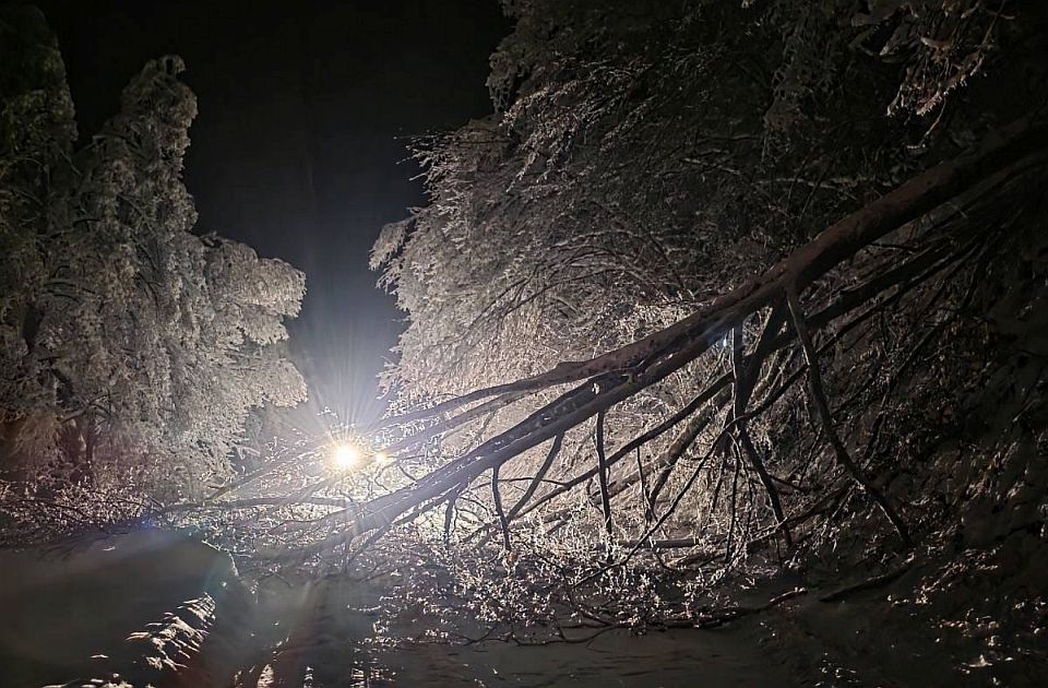 Mesarović: Stabla sa privatnih poseda padaju na dalekovode, građani da puste državu da radi svoj posao