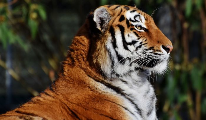 Tigar "osuđen" na doživotno zatočeništvo zbog ubistva tri osobe
