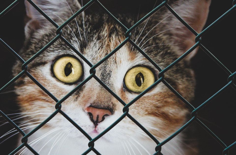 Krali mačke namenjene za ljudsku ishranu u Vijetnamu