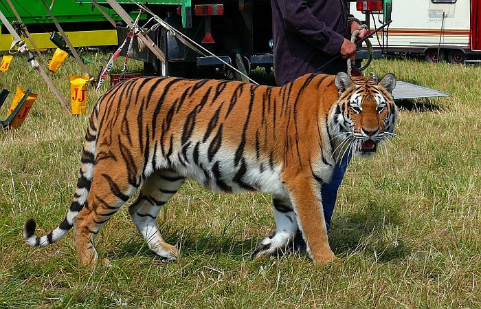 Francuska zabranjuje divlje životinje u cirkusima 