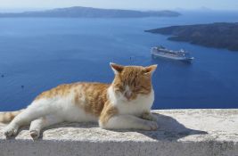 Korona masovno ubija mačke na Kipru, veterinari im daju anti-kovid pilule za ljude