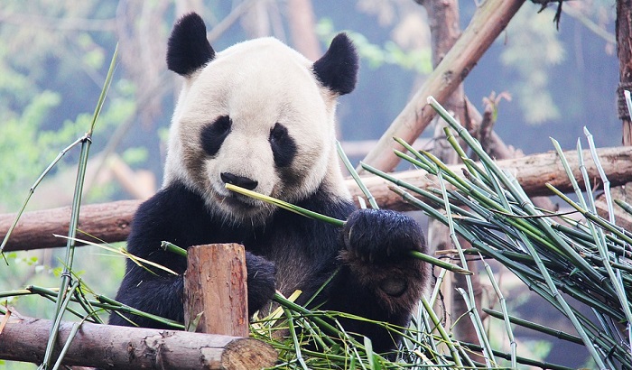 Beba panda najveća atrakcija zoološkog vrta u Francuskoj