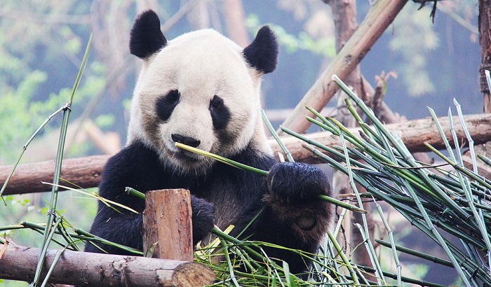 Beba panda najveća atrakcija zoološkog vrta u Francuskoj