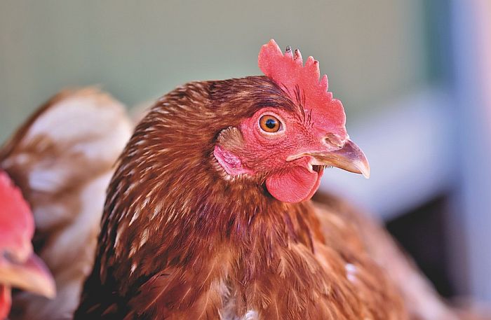 U Južnoj Koreji zbog ptičjeg gripa ubijeno 400.000 kokošaka i pataka