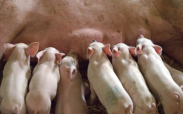 Interesi veterinara i farmaceuta guše svinjogojstvo 