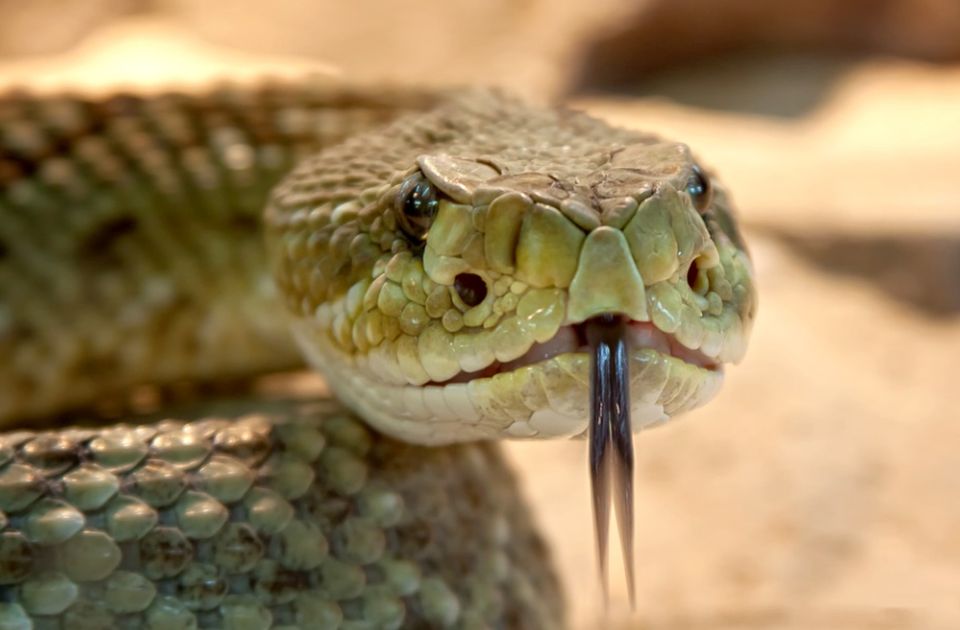 Potencijalni lek za kovid: Otrov brazilske zmije smanjuje ćelije virusa