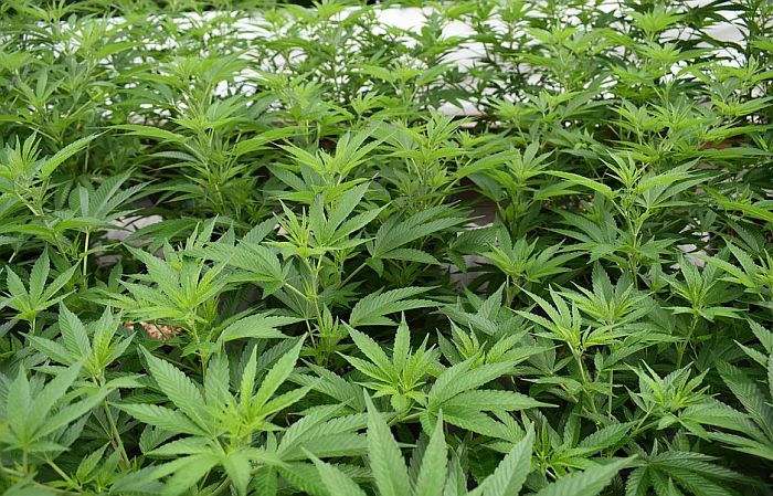 Uzgajao marihuanu u kući u okolini Novog Sada