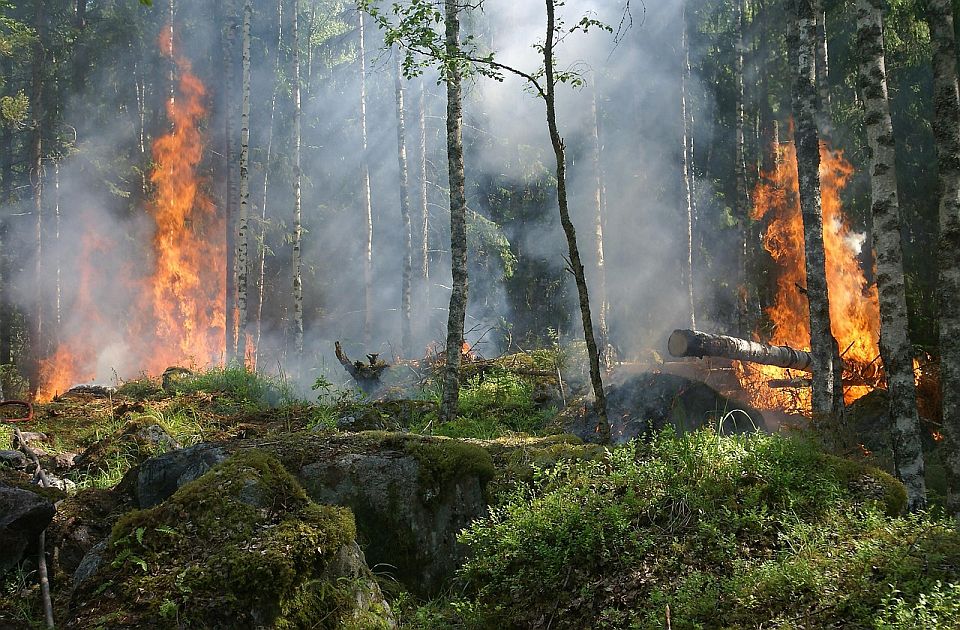 Potpuna zabrana kretanja šumama u Makedoniji zbog rizika od požara