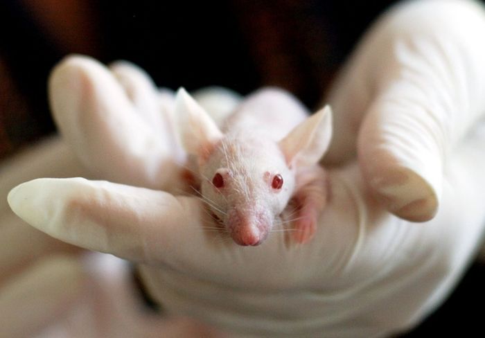Naučnici napravili miševe s dve majke