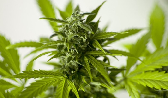 Sremski Karlovci: U kući pronađeno više od 800 grama marihuane