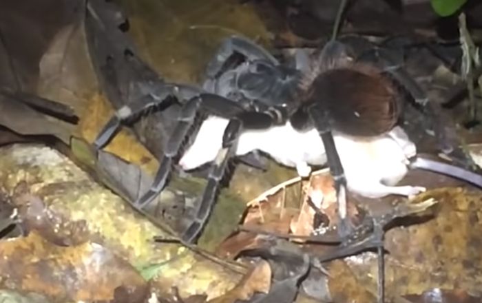 VIDEO Biolozi u prašumi snimili retko viđenu scenu 