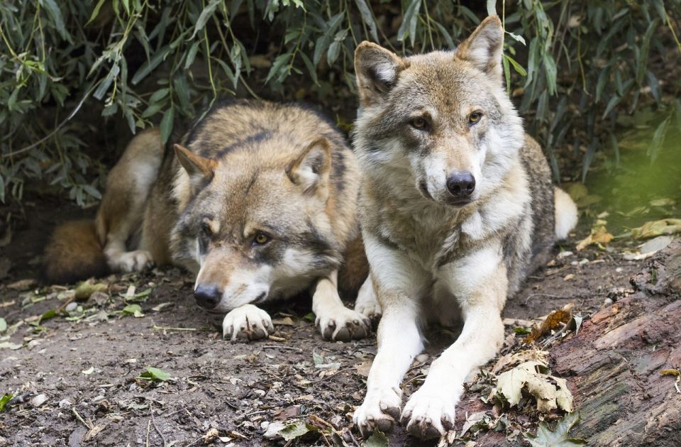 Švajcarskim farmerima vukovi ubijaju stoku: Država dozvolila odstrel