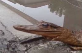 Preparirani krokodil pronađen u jednoj ulici u Nišu