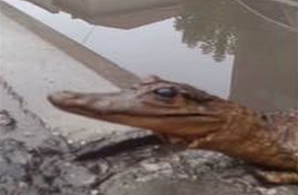 Preparirani krokodil pronađen u jednoj ulici u Nišu