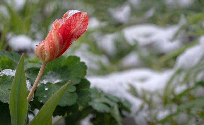 Neuobičajeno visoke temperature na severu Evrope, od prave zime još ni traga