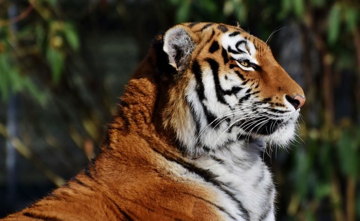 Tigar u Indiji prešao više od 1.700 kilometara kako bi pronašao ženku
