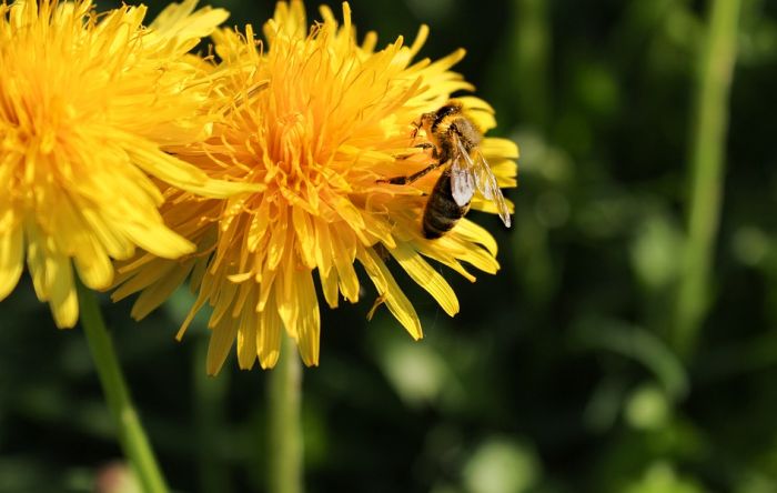Evropska unija produžava zabranu insekticida opasnog po pčele