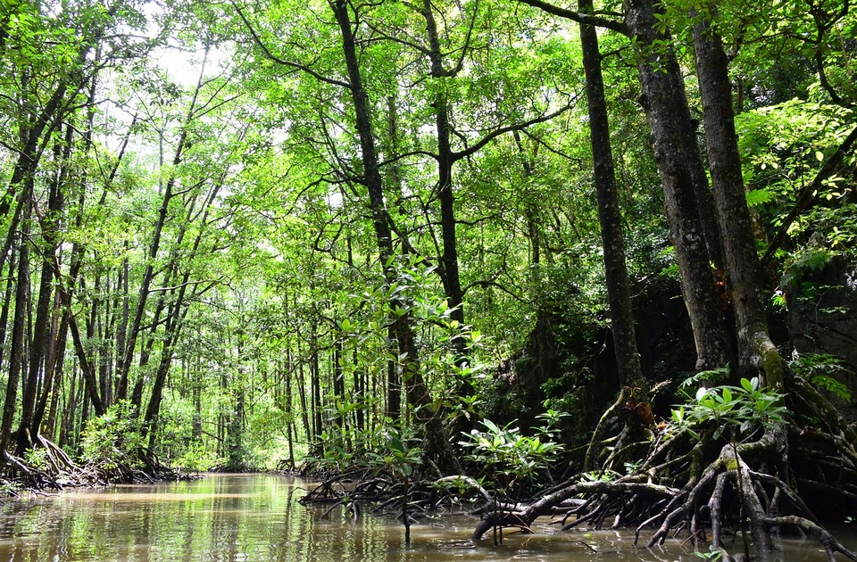 WWF Srbija: Šume u slivu Tise se decenijama uništavaju zarad drvne industrije