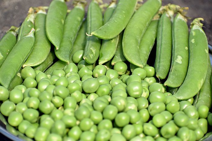 Republika Srpska zabranila uvoz semena graška iz Srbije