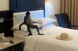 VIDEO: Turistkinju u sobi u hotelu dočekao vrlo opušteni majmun