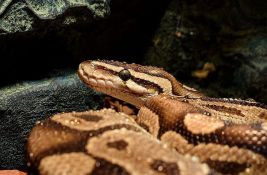 VIDEO: Piton dug nekoliko metara plivao poplavljenom ulicom u Indoneziji