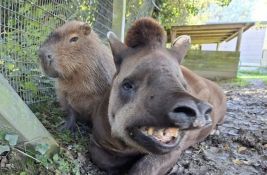 FOTO, VIDEO Bili veoma bliski: Tapir i kapibara uspavani istog dana 