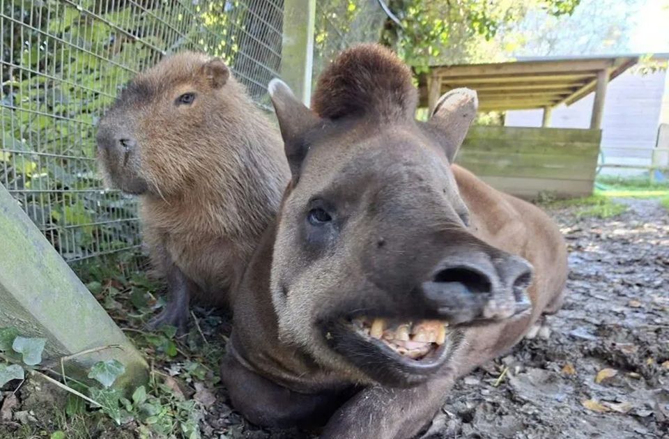 FOTO, VIDEO Bili veoma bliski: Tapir i kapibara uspavani istog dana 