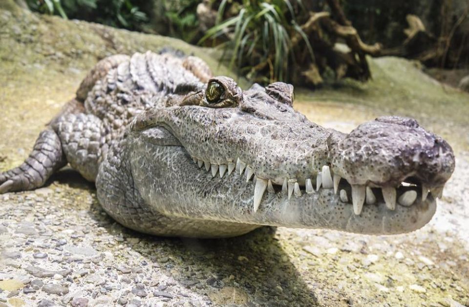 VIDEO: Bolestan aligator pronađen u parku u Bruklinu