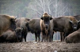 Trinaest bizona uginulo kada je na njih naleteo kamion