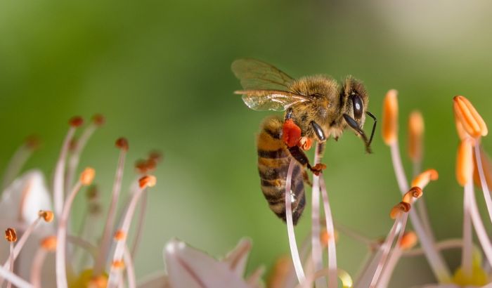 Apiterapija - zujanjem pčela protiv respiratornih problema i stresa