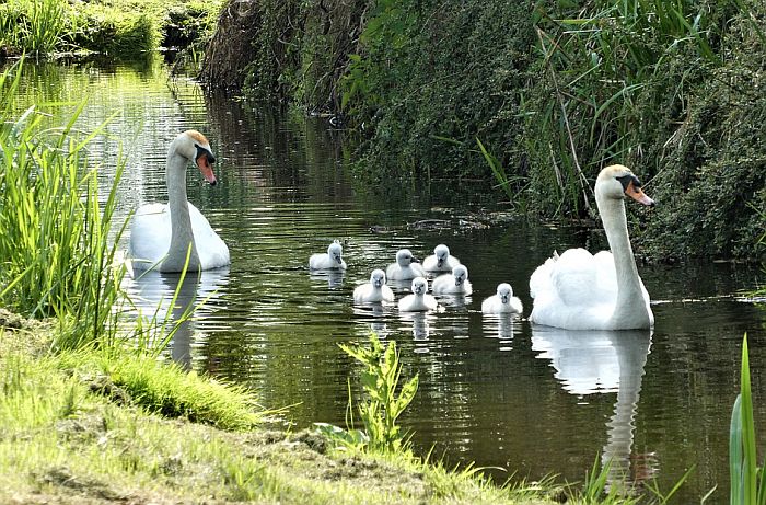 Labudovi na Dunavu uginuli zbog kanalizacije i pesticida sa farmi